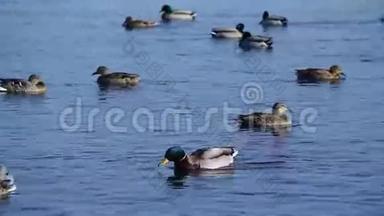 <strong>一群</strong>野鸭在水中游泳，<strong>一群鸭子</strong>在河上漂浮